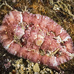 Chiton sp. 13